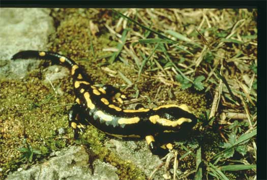 Feuersalamander Feuersalamander