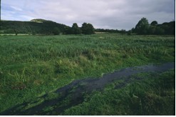 Wiesen-Quellbach Wiesen-Quellbach